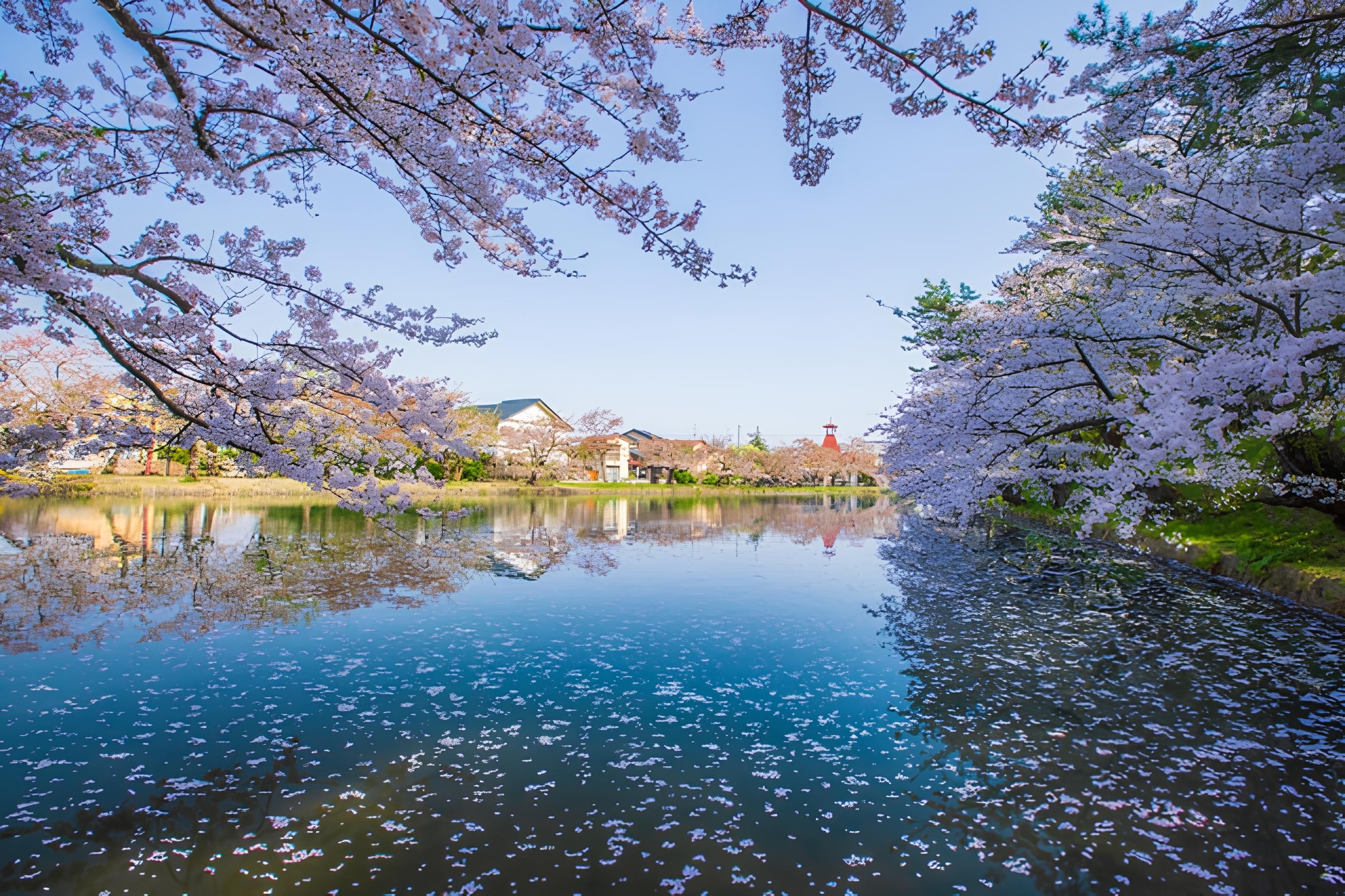 日本東北賞櫻景點－青森縣 弘前公園