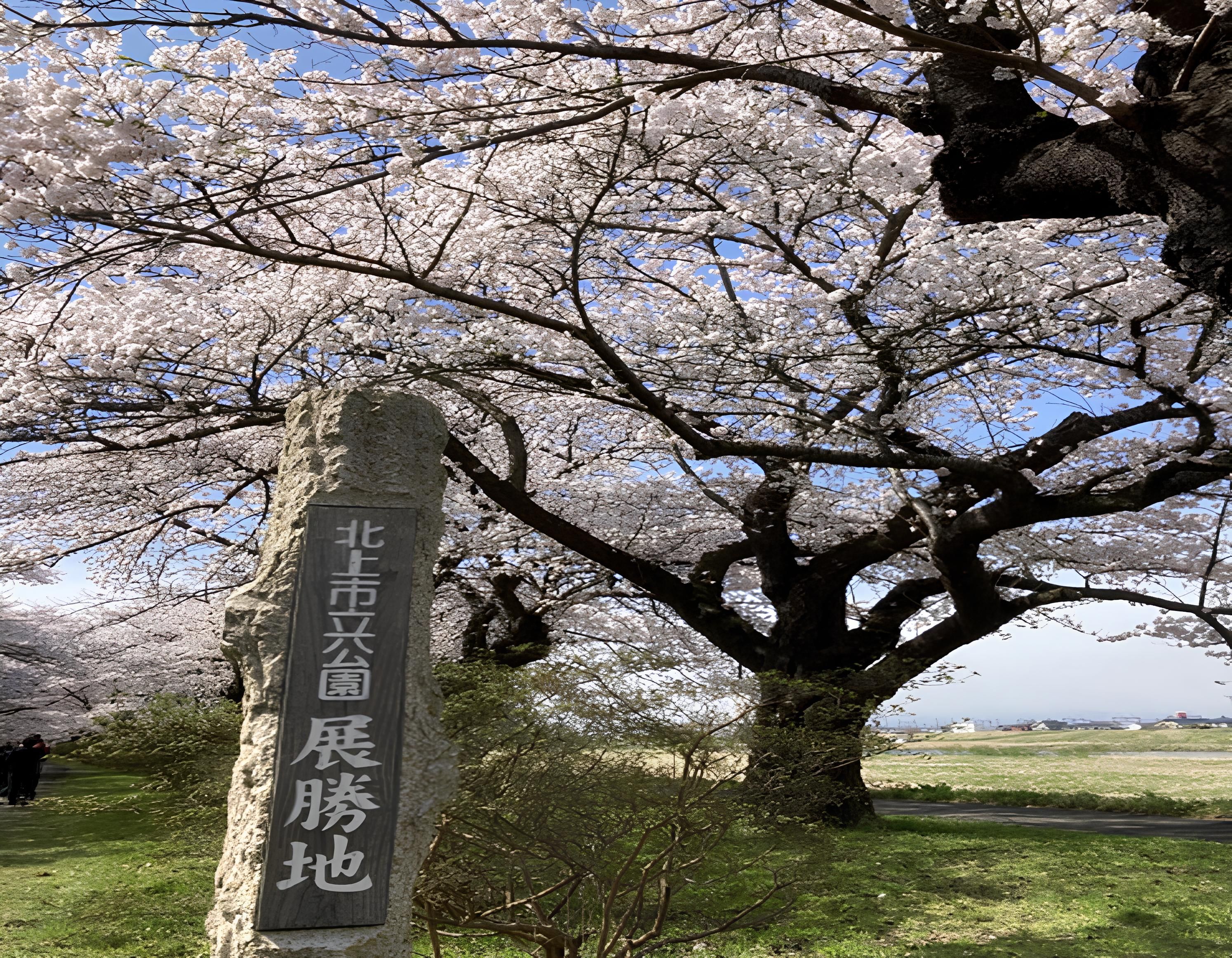 日本東北櫻花季推薦－岩手縣 北上展勝地