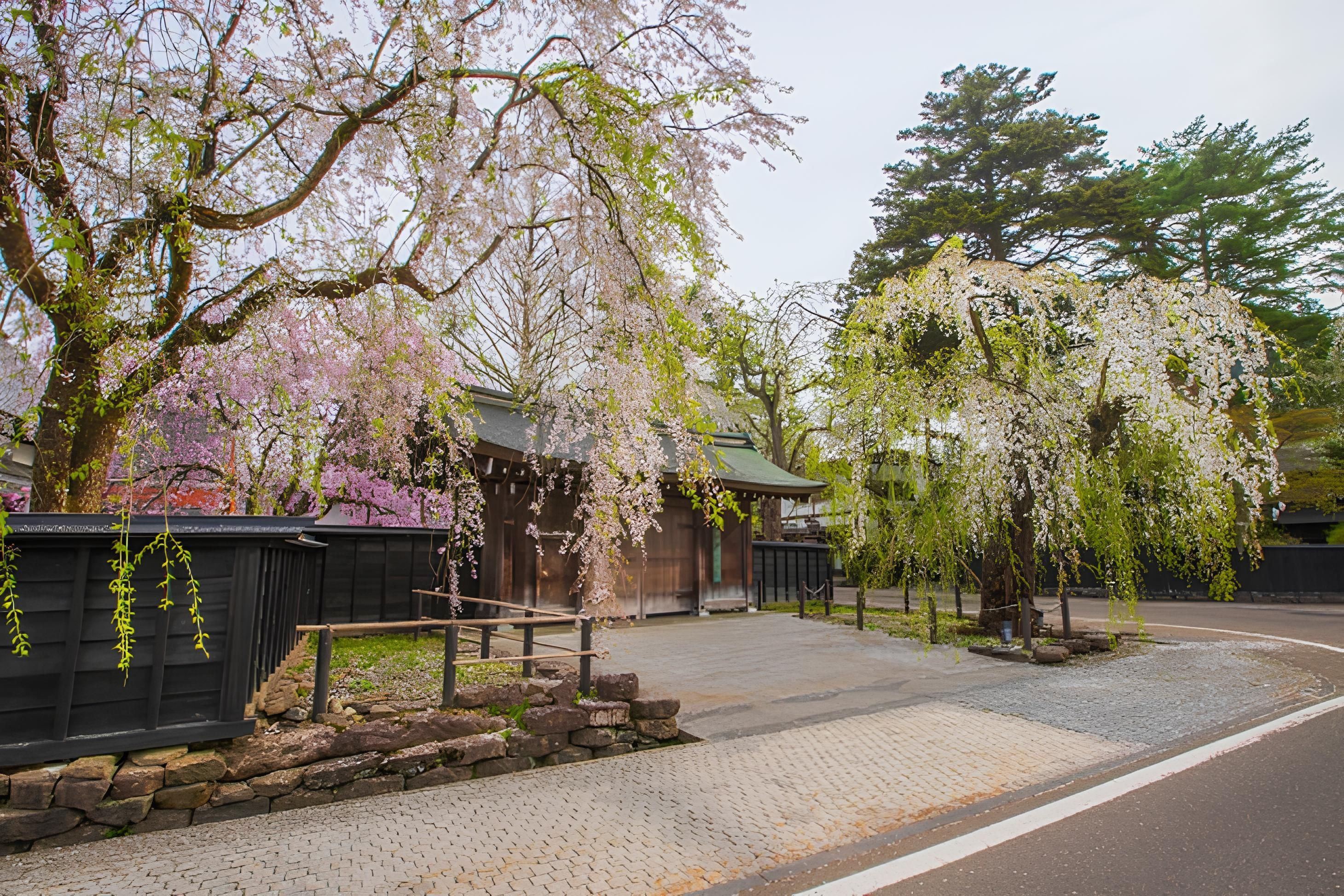 日本東北賞櫻行程－秋田縣 角館町