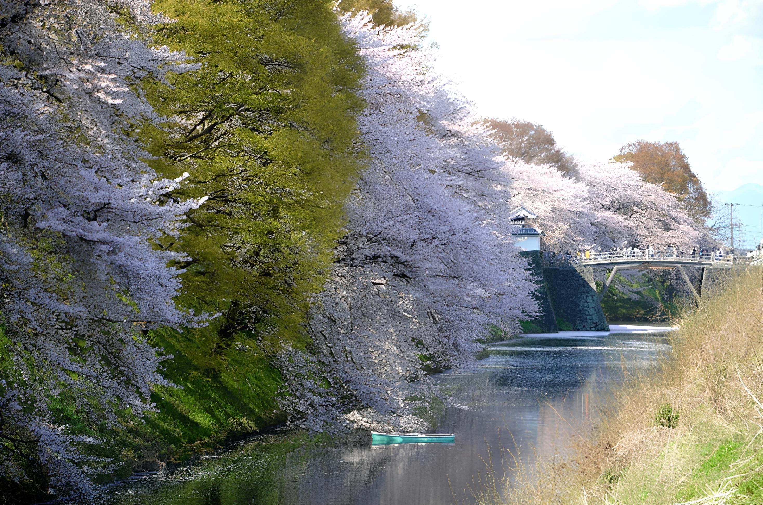 日本東北賞櫻景點－山形縣 霞城公園