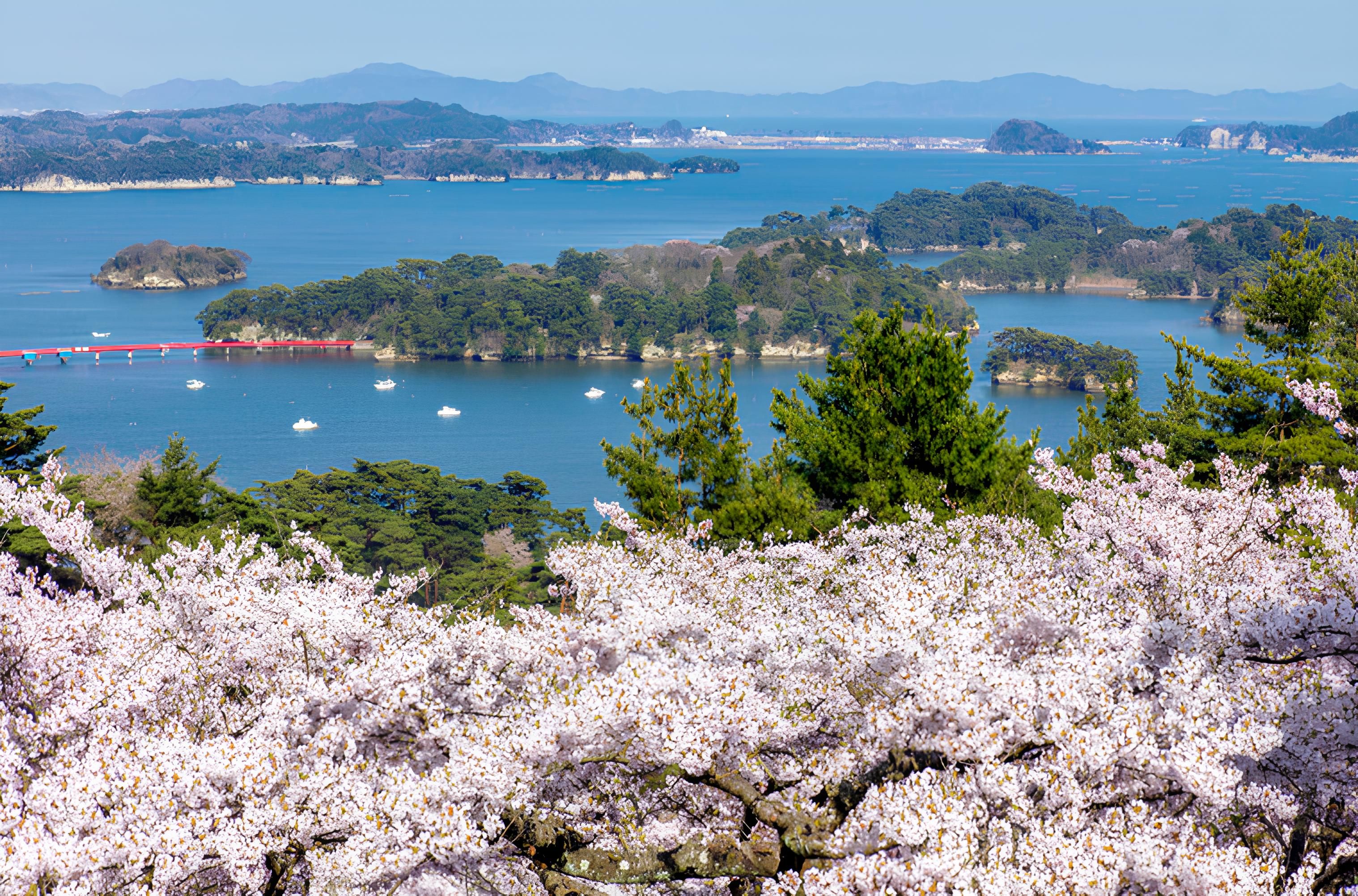 日本東北櫻花季美景－宮城縣 松島