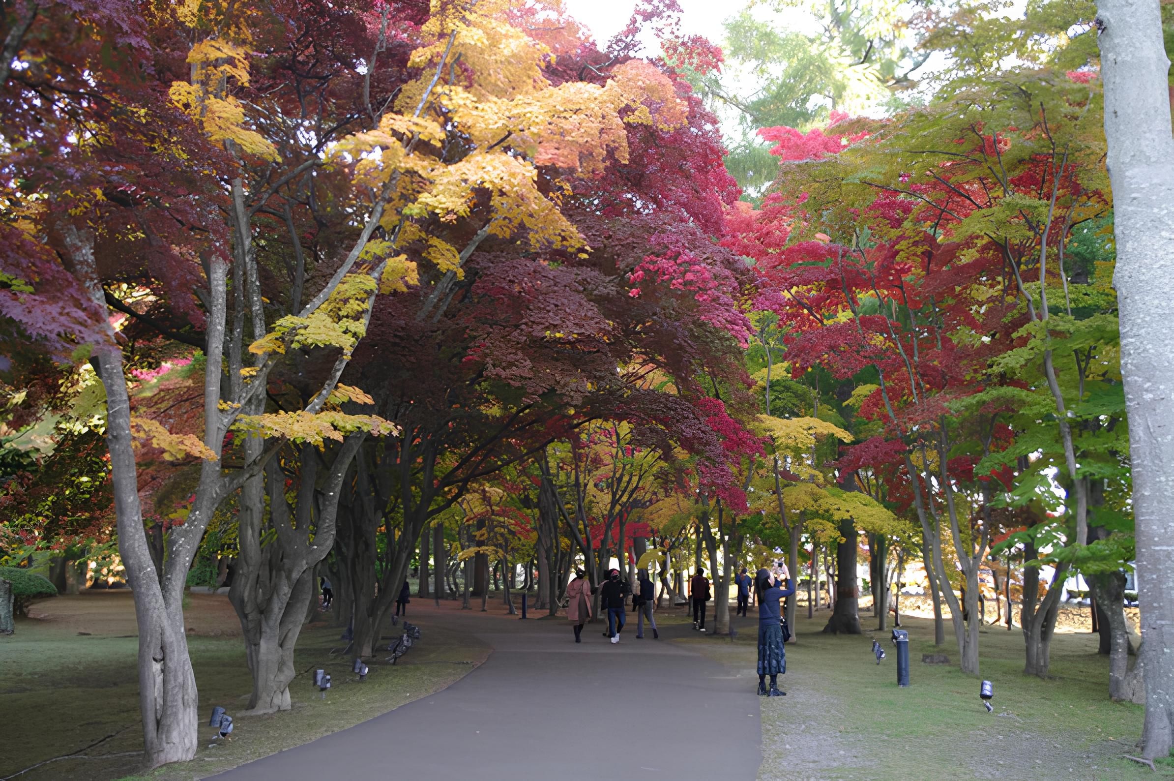 北海道賞楓推薦－見晴公園・舊岩船氏庭園（香雪園）