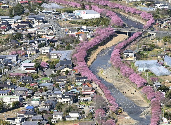 japan sakura011