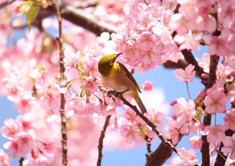 japan sakura012