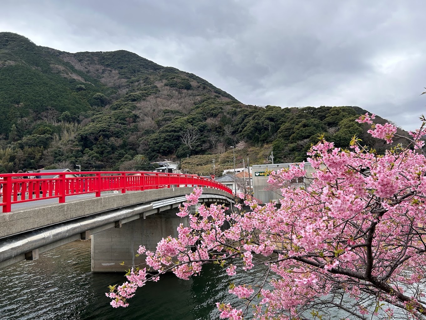 japan sakura019