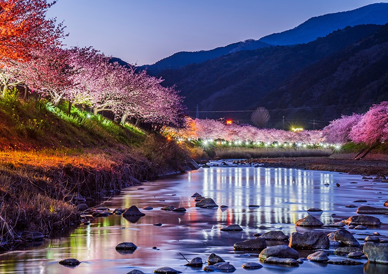 japan sakura026