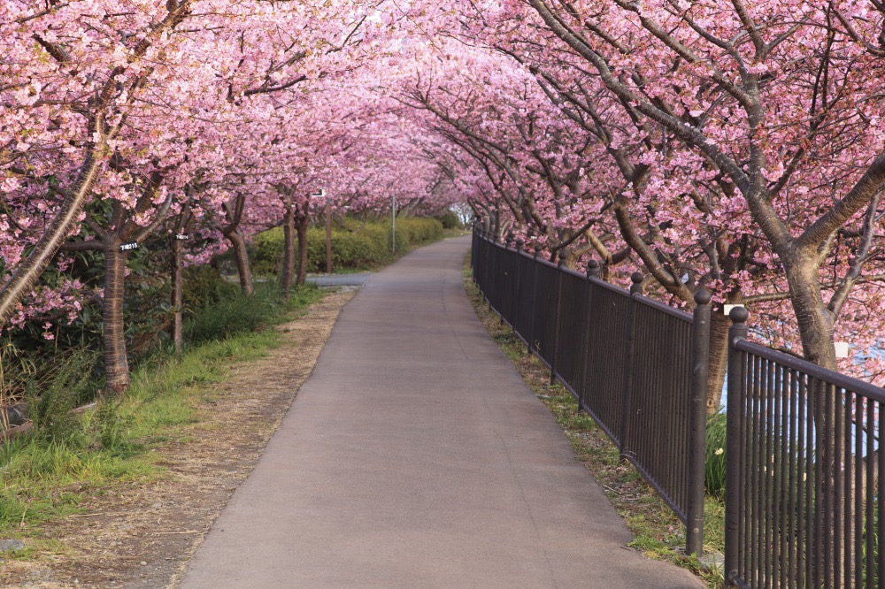 japan sakura09