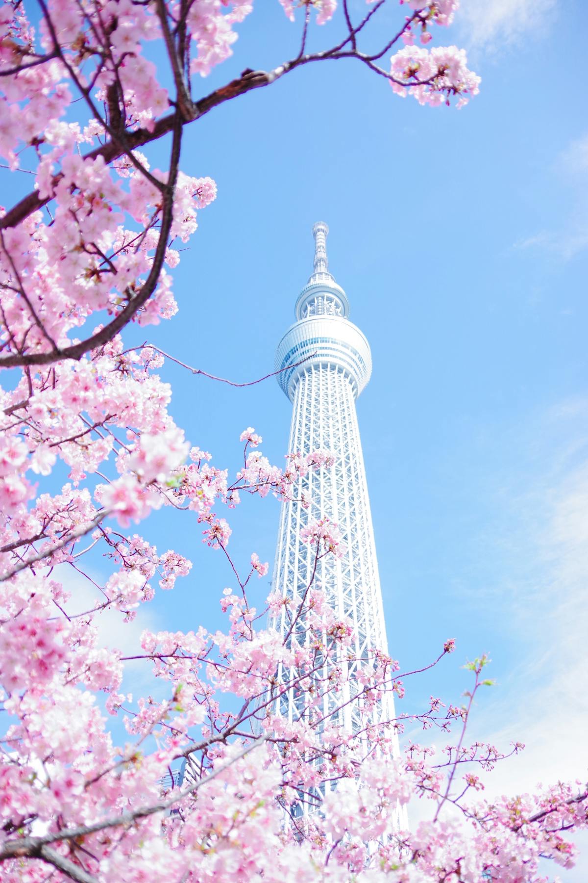 japan sakura02 02