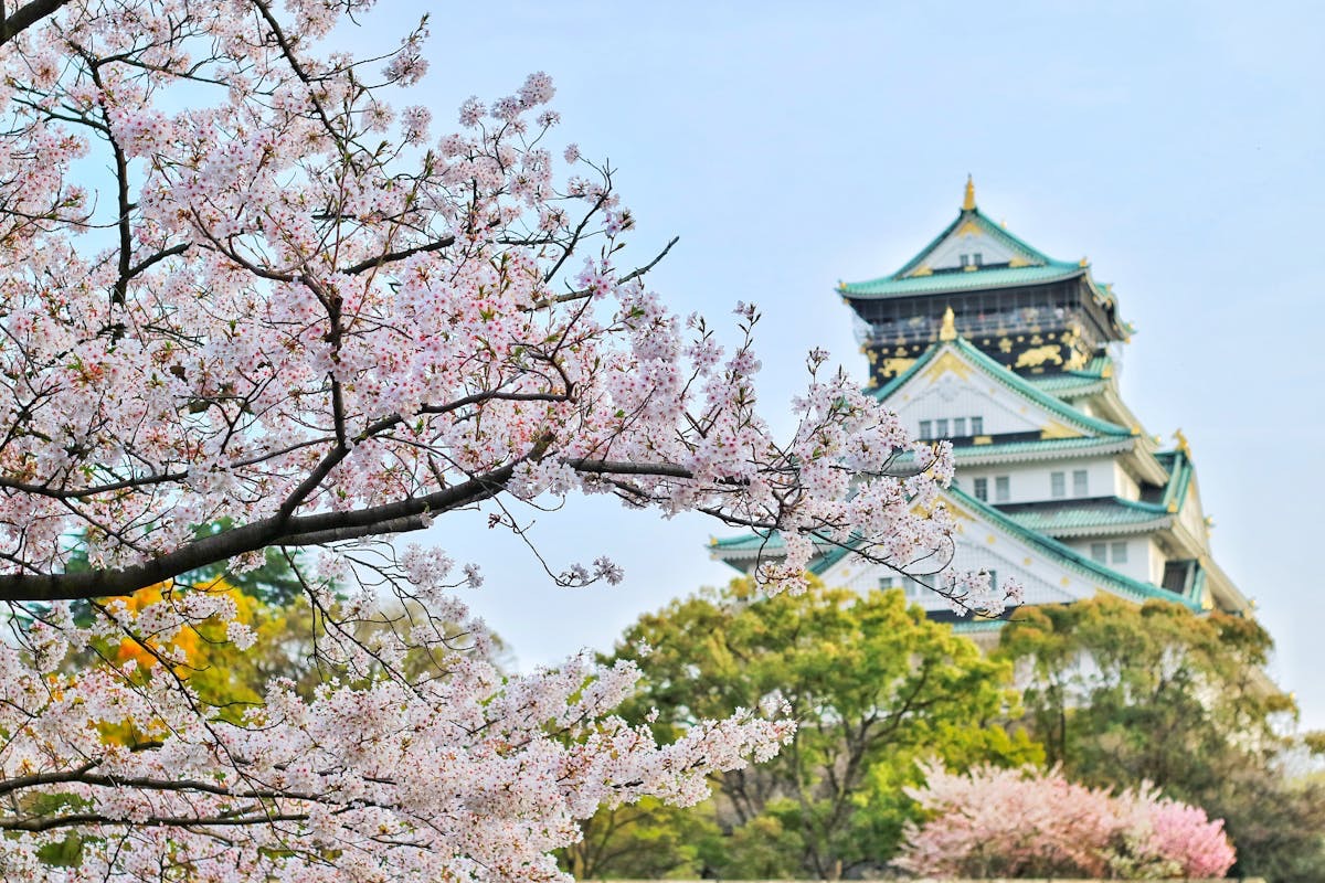 japan sakura02 02