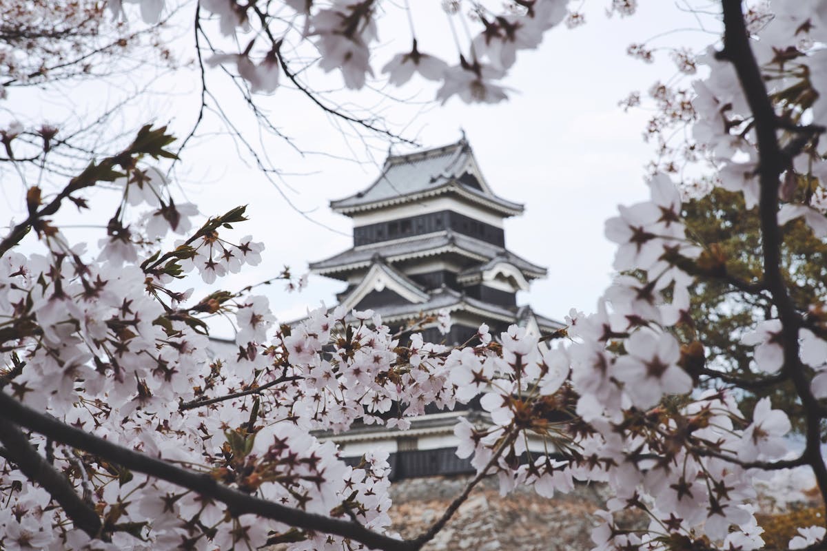 japan sakura02 03